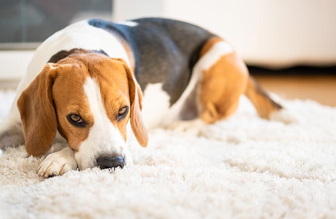 Dog relaxes on a soft rug