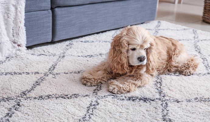 Pet sitting on the rug