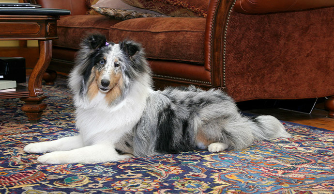 Dog laid on the rug