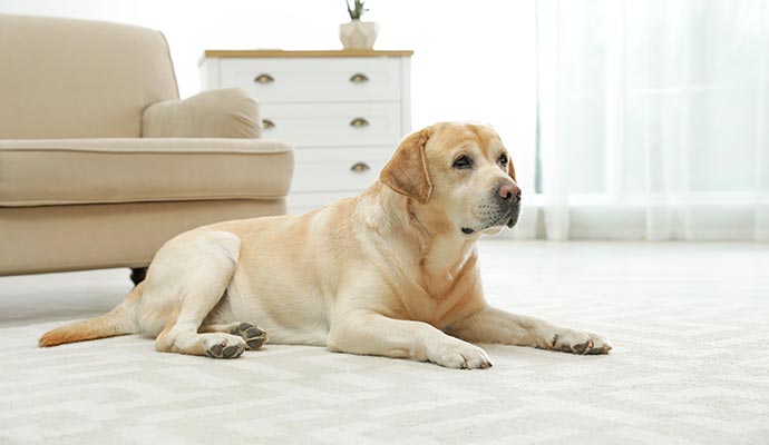 Dog sitting on a rug