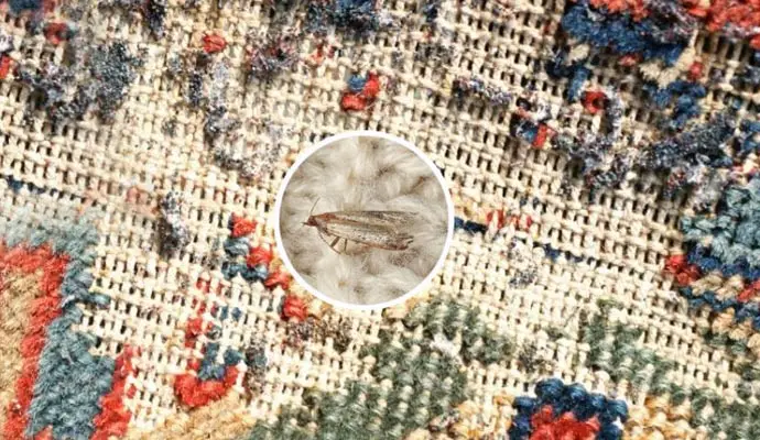 Moth Repellent Rug