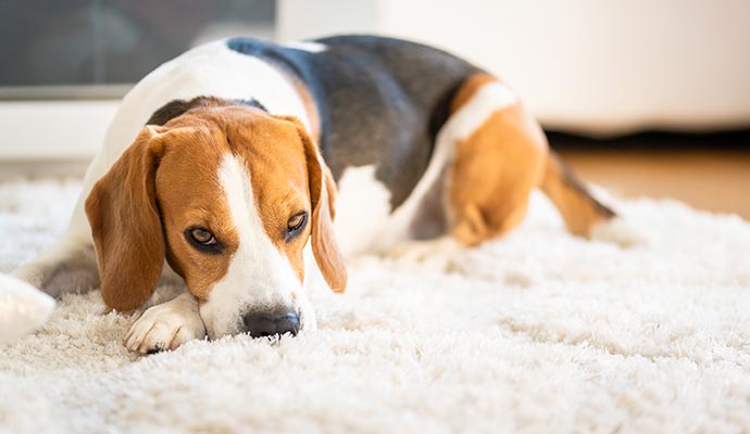 Types of Area Rug Pet Damage & Repair in Dallas-Fort Worth