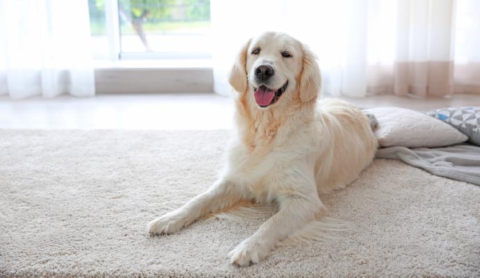 Pet sitting on clean rug