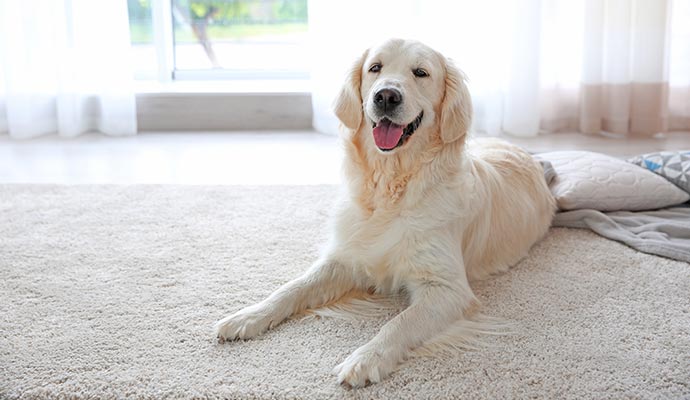 a white dog on the rug