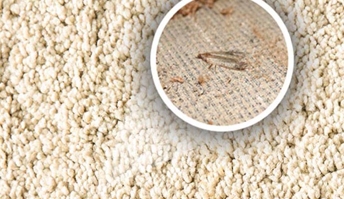 Moth Retardancy for Rug Protection in Dallas Fort Worth