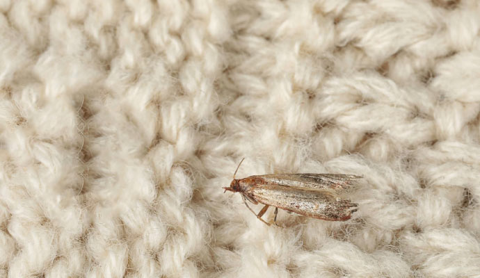 Close-up view of a moth on a rug